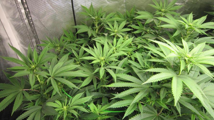 🍋 Lemon 🍊 Mandarin 😎 🤗 🤩. Week 14 - Plant #1