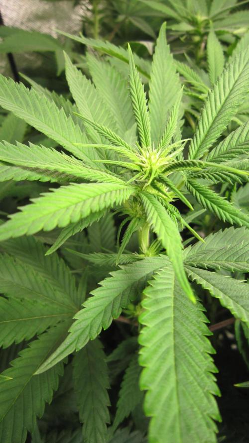 🍋 Lemon 🍊 Mandarin 😎 🤗 🤩. Week 14 - Plant #1