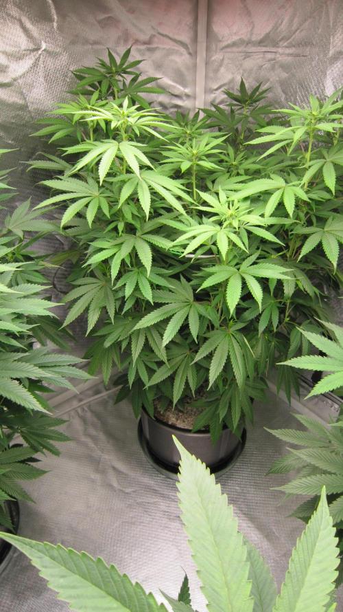 🍋 Lemon 🍊 Mandarin 😎 🤗 🤩. Week 14 - Plant #2