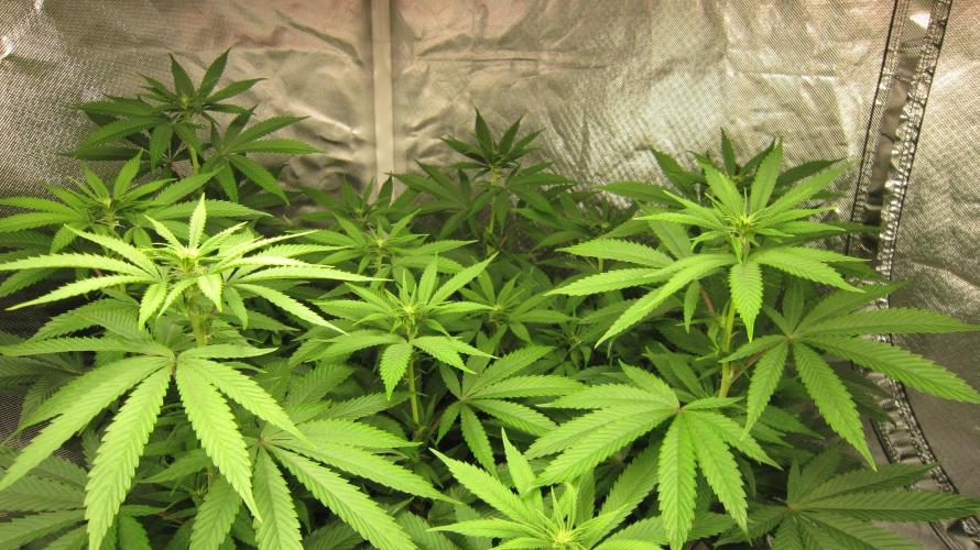 🍋 Lemon 🍊 Mandarin 😎 🤗 🤩. Week 14 - Plant #2