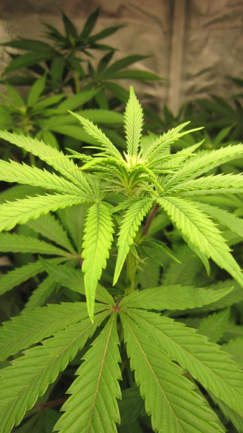 🍋 Lemon 🍊 Mandarin 😎 🤗 🤩. Week 14 - Plant #2