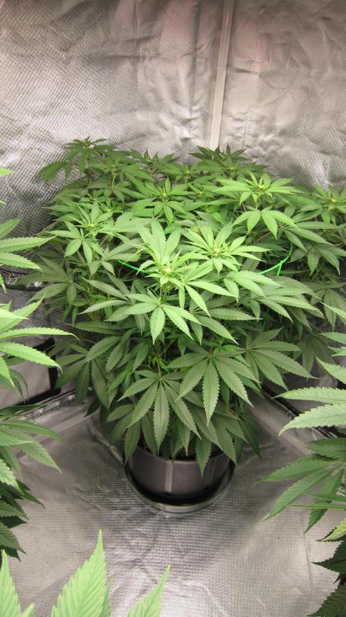 🍋 Lemon 🍊 Mandarin 😎 🤗 🤩. Week 14 - Plant #3