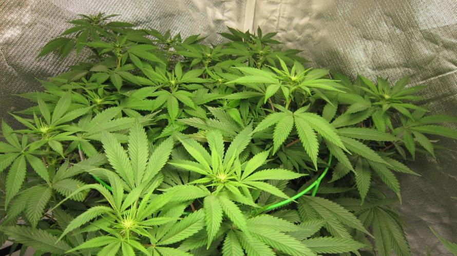 🍋 Lemon 🍊 Mandarin 😎 🤗 🤩. Week 14 - Plant #3