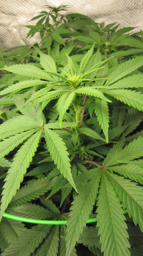 🍋 Lemon 🍊 Mandarin 😎 🤗 🤩. Week 14 - Plant #3