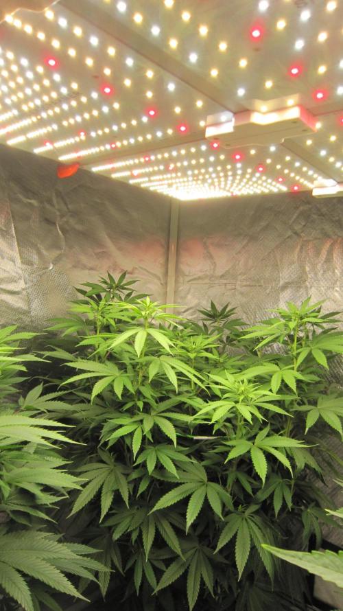 🍋 Lemon 🍊 Mandarin 😎 🤗 🤩. Week 14 - Spider Farmer Light - SF-4000