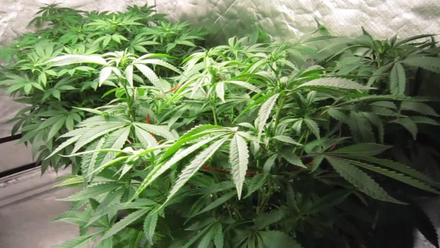 💪🔥⚡ Hulk OG - by IZI