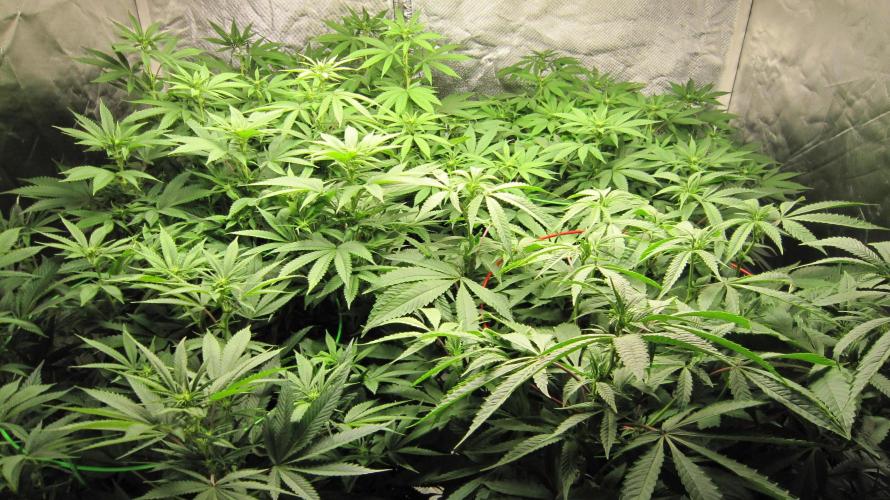 💪🔥⚡ Hulk OG - by IZI. Week 14 - Group Shot - Hulk is on the right, in front. Red Cage.