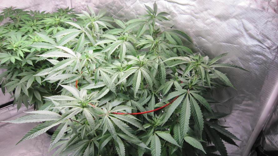 💪🔥⚡ Hulk OG - by IZI. Week 14 - Hulk OG