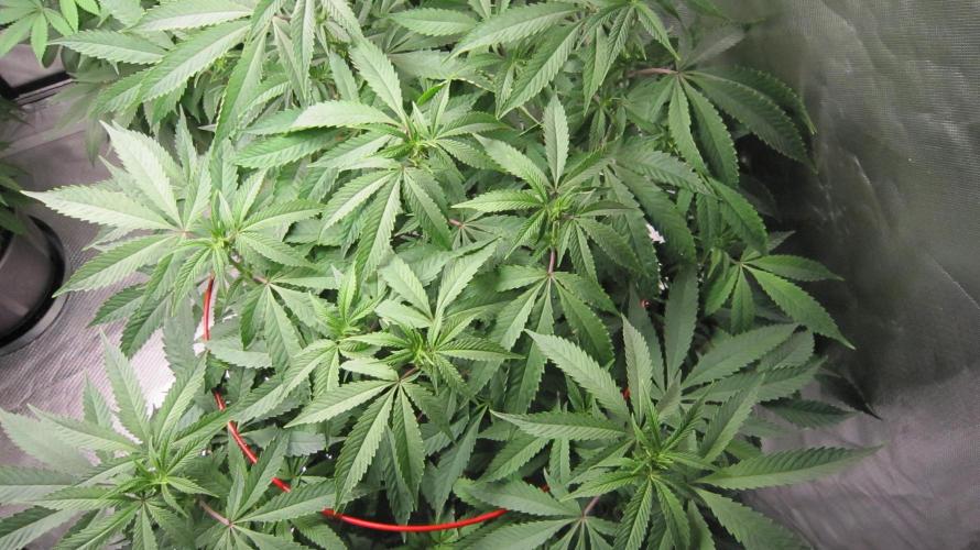 💪🔥⚡ Hulk OG - by IZI. Week 14 - Hulk OG