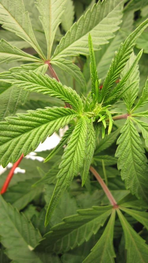 💪🔥⚡ Hulk OG - by IZI. Week 14 - Hulk OG is starting to flower.