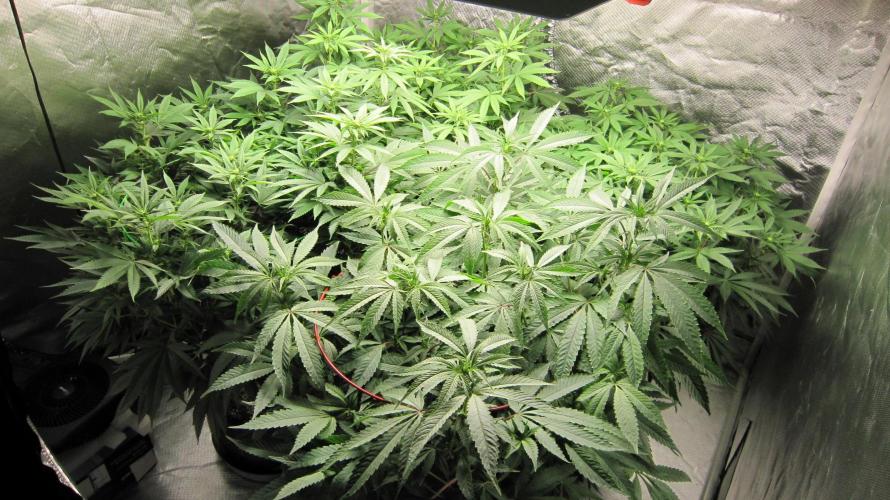 💪🔥⚡ Hulk OG - by IZI. Week 14 - Hulk OG is in front