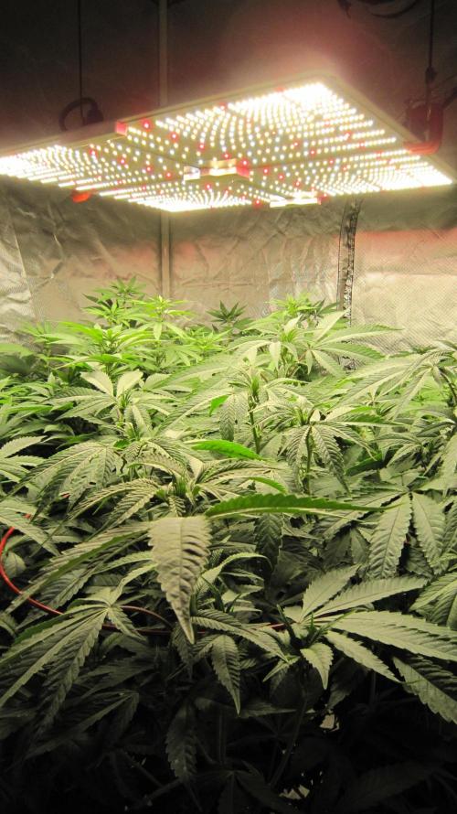 💪🔥⚡ Hulk OG - by IZI. Week 14 - Spider Farmer Light - SF-4000 - Hulk OG is in front.