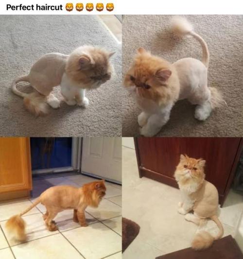 💪🔥⚡ Hulk OG - by IZI. Week 14 - Best Ever.