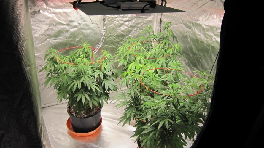 Gelatdos Jabb... My crossing.. Week 14 - Gelatdos Jabb - 3 Female plants from reg seeds