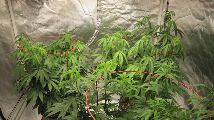 Gelatdos Jabb... My crossing.. Week 14 - Group Shot.