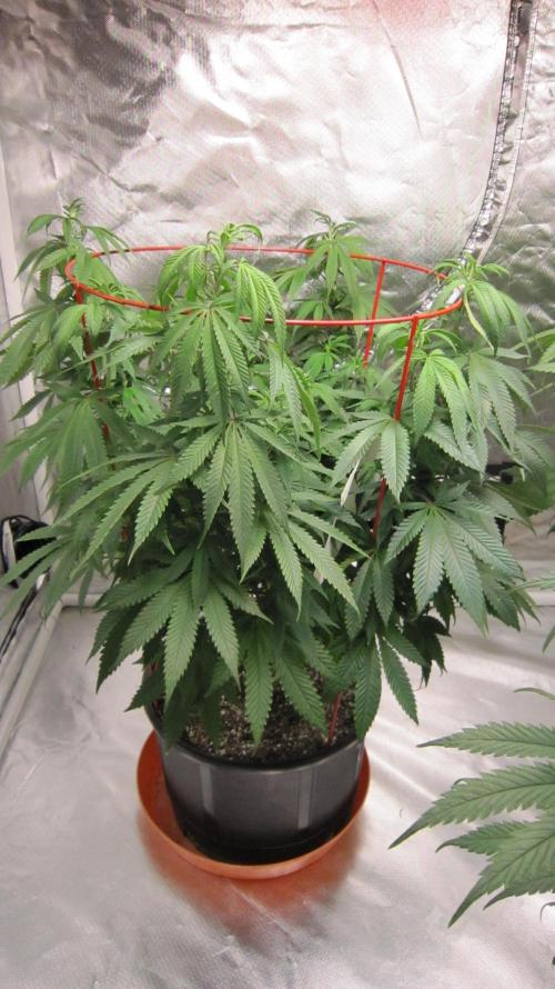 Gelatdos Jabb... My crossing.. Week 14 - Plant #1