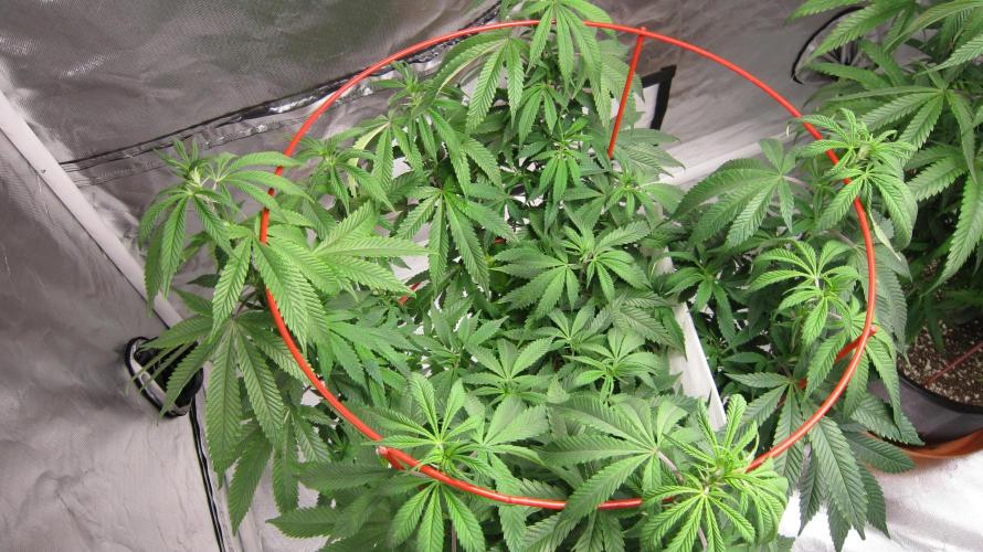 Gelatdos Jabb... My crossing.. Week 14 - Plant #1