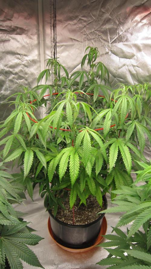 Gelatdos Jabb... My crossing.. Week 14 - Plant #2