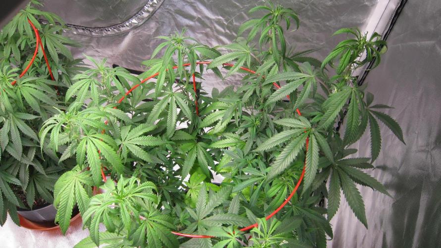 Gelatdos Jabb... My crossing.. Week 14 - Plant #2