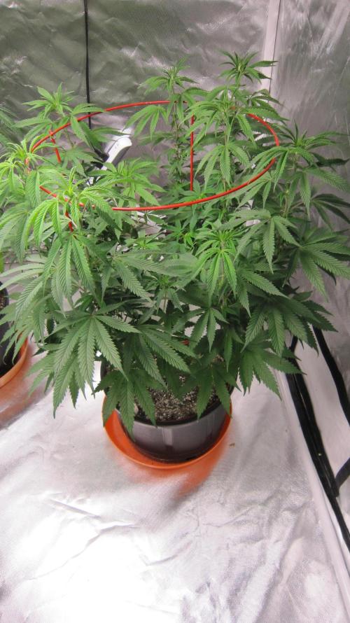 Gelatdos Jabb... My crossing.. Week 14 - Plant #3