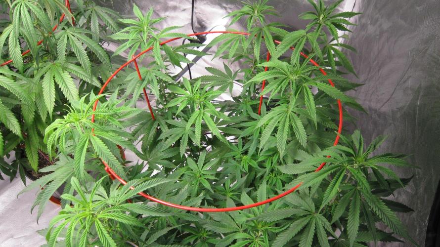 Gelatdos Jabb... My crossing.. Week 14 - Plant #3