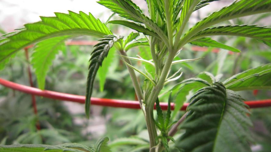 Gelatdos Jabb... My crossing.. Week 14 - I see blooming preflowers.