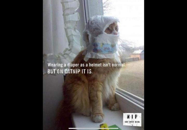 Gelatdos Jabb... My crossing.. Week 14 - Diaper Head