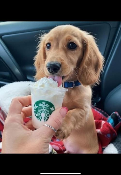 Gelatdos Jabb... My crossing.. Week 14 - And a small Whipping Cream for the dog, Please