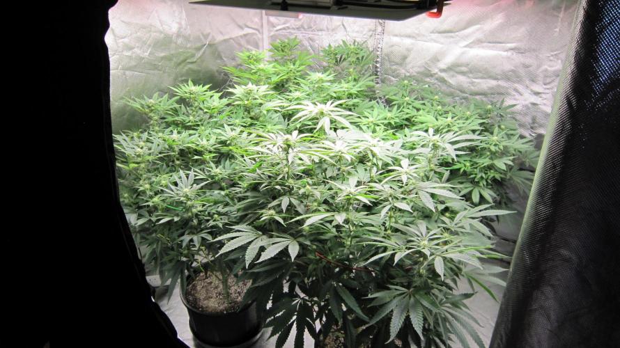 🍋 Lemon 🍊 Mandarin 😎 🤗 🤩. Week 15 - In this tent. 3 Lemon Mandarin plants and 1 Hulk OG