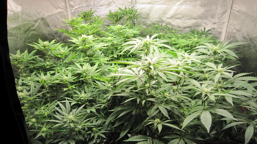 🍋 Lemon 🍊 Mandarin 😎 🤗 🤩. Week 15 - Group Shot.