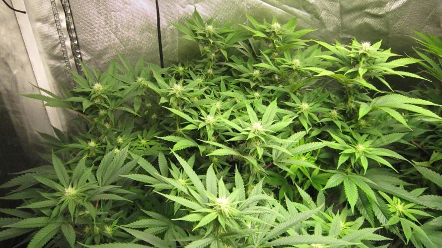 🍋 Lemon 🍊 Mandarin 😎 🤗 🤩. Week 15 - Plant #1