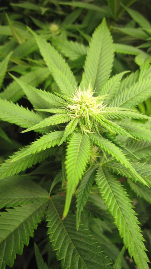 🍋 Lemon 🍊 Mandarin 😎 🤗 🤩. Week 15 - Plant #1