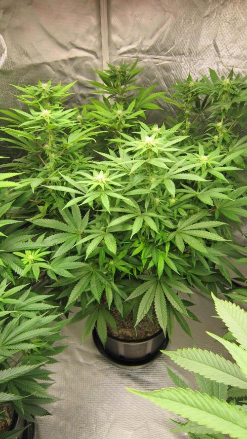 🍋 Lemon 🍊 Mandarin 😎 🤗 🤩. Week 15 - Plant #2