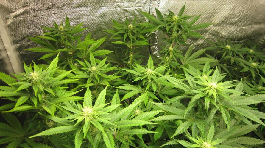 🍋 Lemon 🍊 Mandarin 😎 🤗 🤩. Week 15 - Plant #2