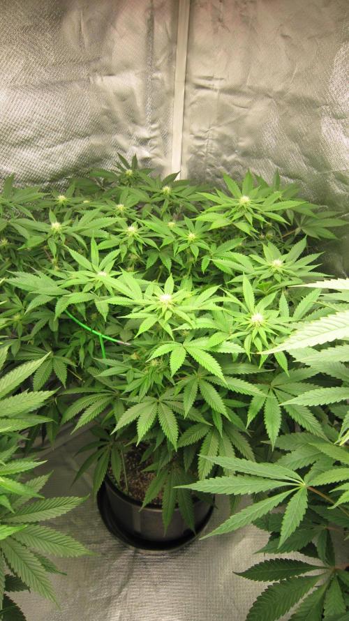 🍋 Lemon 🍊 Mandarin 😎 🤗 🤩. Week 15 - Plant #3