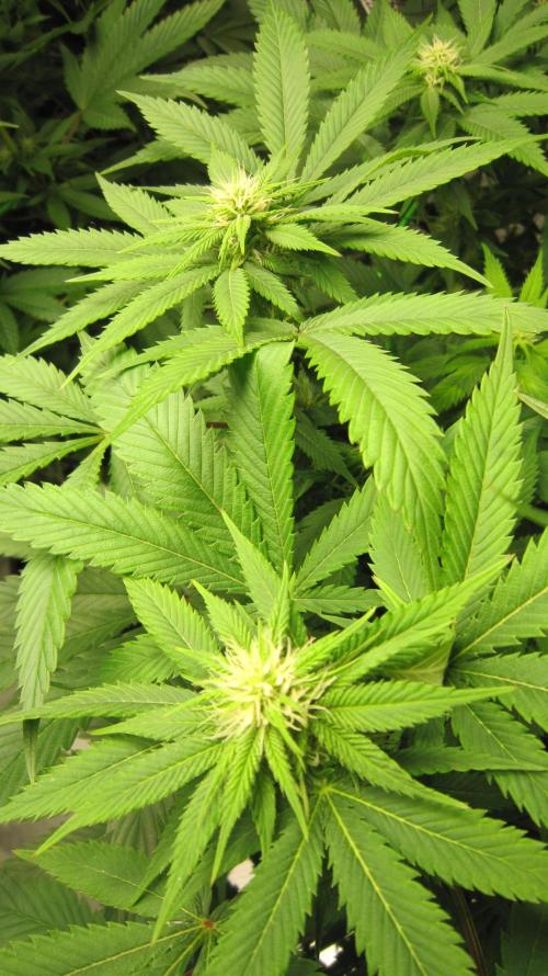 🍋 Lemon 🍊 Mandarin 😎 🤗 🤩. Week 15 - Plant #3