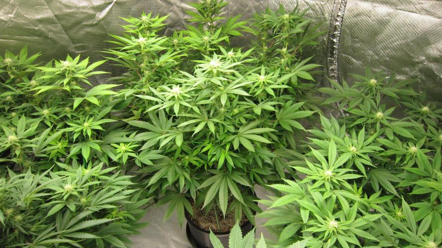 🍋 Lemon 🍊 Mandarin 😎 🤗 🤩. Week 15 - 3 Lemon Mandarin by Fast Buds.