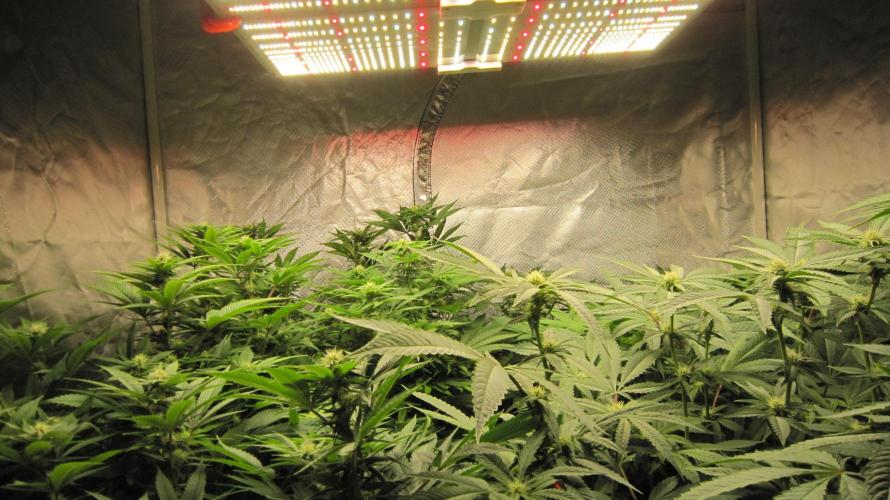 🍋 Lemon 🍊 Mandarin 😎 🤗 🤩. Week 15 - Spider farmer light set at about 65%. Going up to 75% in another week.