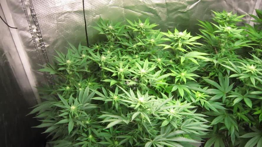 🍋 Lemon 🍊 Mandarin 😎 🤗 🤩