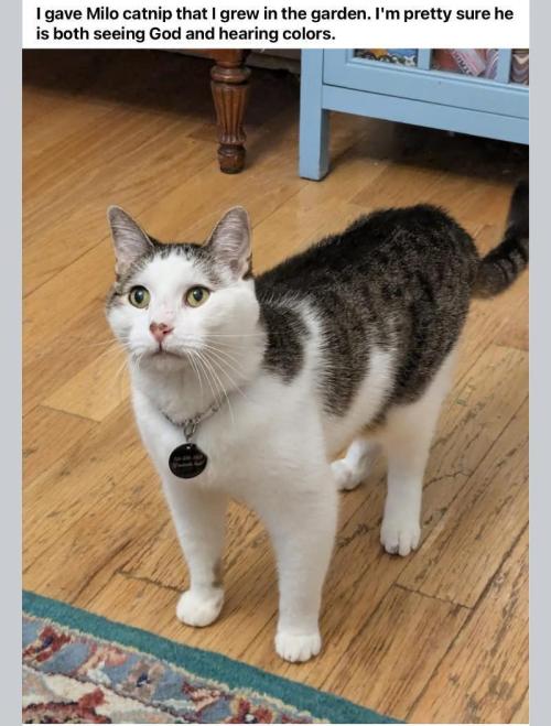 🍋 Lemon 🍊 Mandarin 😎 🤗 🤩. Week 15