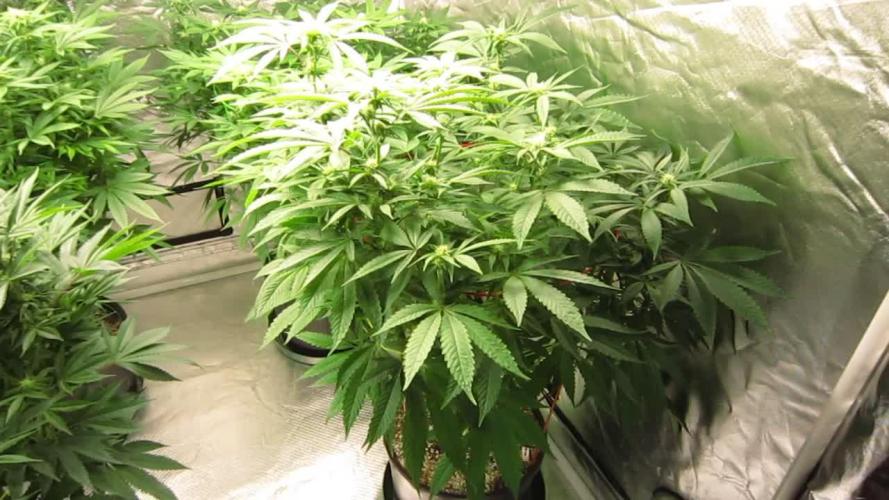 💪🔥⚡ Hulk OG - by IZI