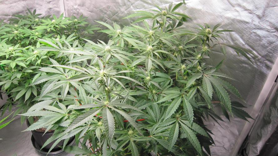 💪🔥⚡ Hulk OG - by IZI. Week 15 - Hulk