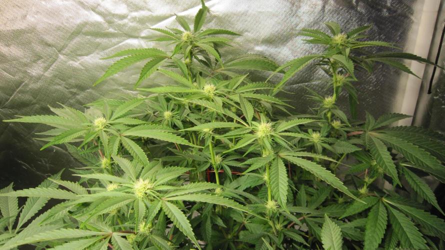 💪🔥⚡ Hulk OG - by IZI. Week 15 - Hulk