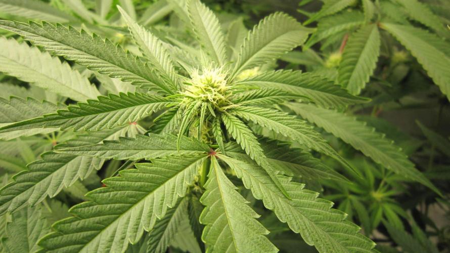 💪🔥⚡ Hulk OG - by IZI. Week 15 - Hulk