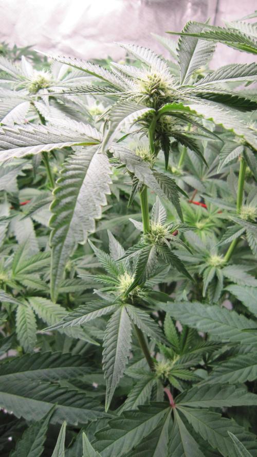 💪🔥⚡ Hulk OG - by IZI. Week 15 - Up Close Hulk