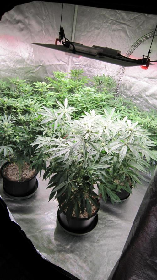 💪🔥⚡ Hulk OG - by IZI. Week 15 - Hulk is in front...