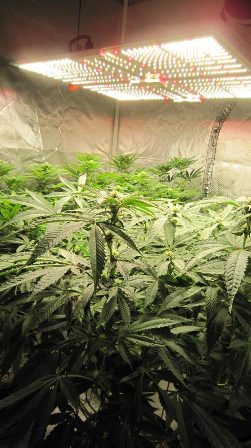 💪🔥⚡ Hulk OG - by IZI. Week 15 - Spider Farmer Light SF-4000