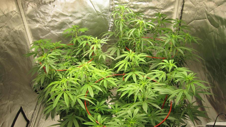 Gelatdos Jabb... My crossing.. Week 15 - Gelatdos Jabb - Group Shot - 3 females from reg seeds