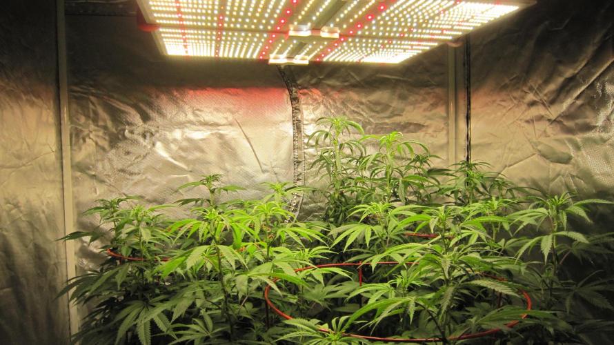 Gelatdos Jabb... My crossing.. Week 15 - Spider farmer Light SF-4000