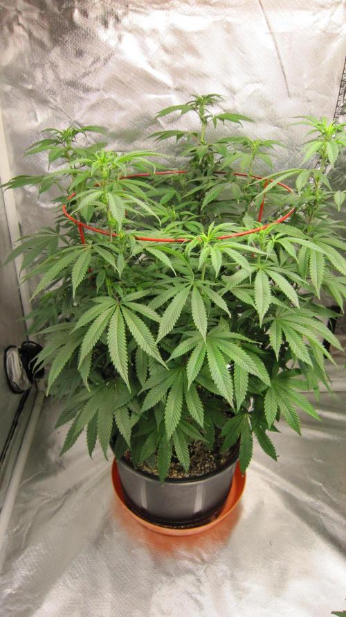 Gelatdos Jabb... My crossing.. Week 15 - Plant #1